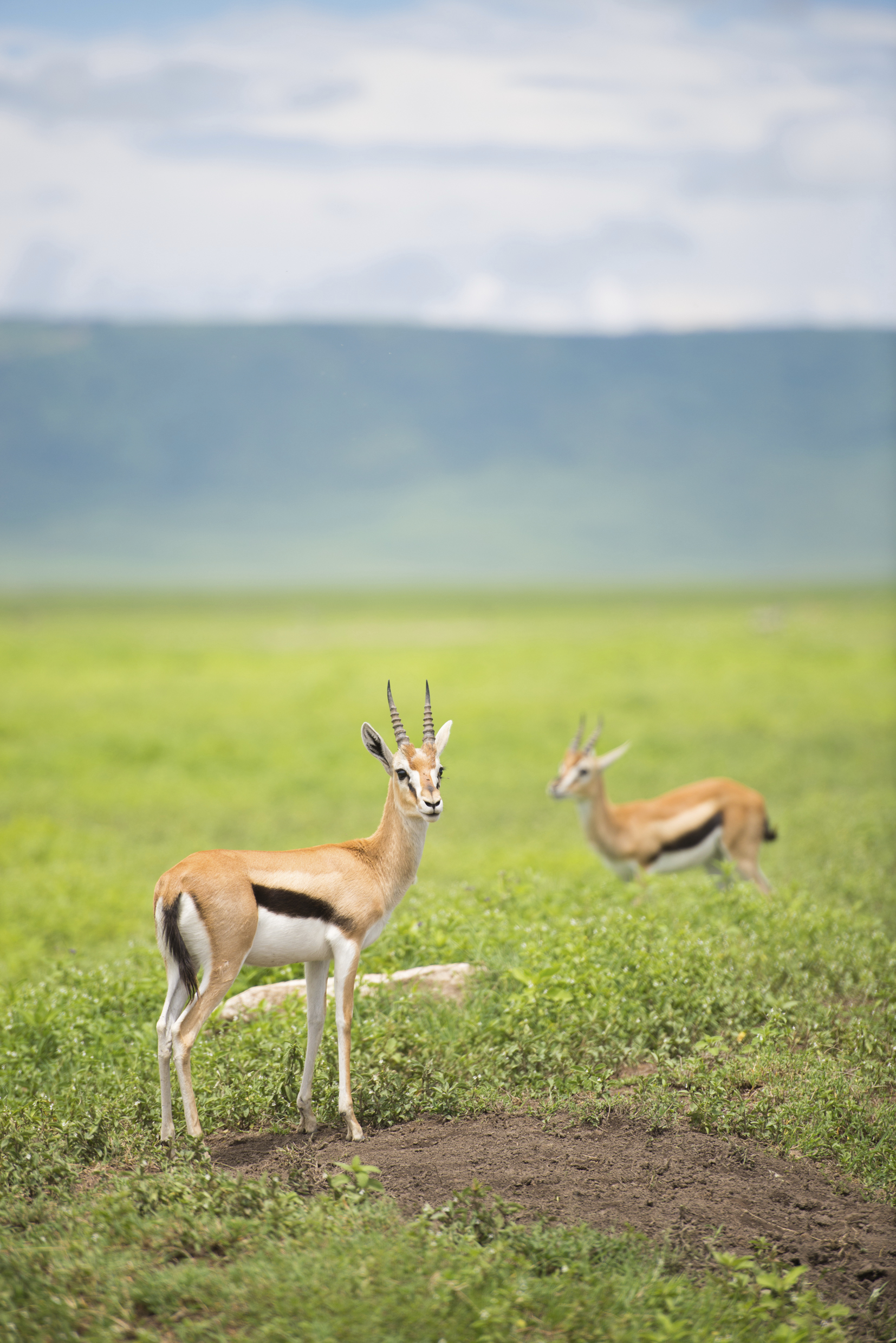 Thompson's Gazelles in Ngorongoro Crater Tanzania, Africa. From iStock Photo