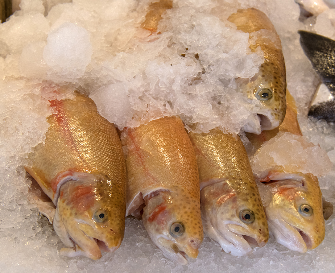Golden rainbow trout at the Pike Place Market