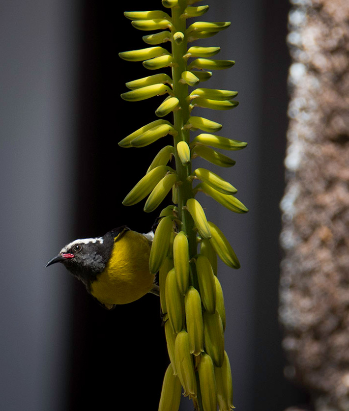 A Bananaquit clinging to a yellow poker plant at Nelson's Dockyard in Antigua. 