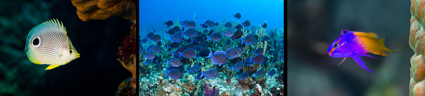 Four-eye butterfly fish, blue tangs, royal gramma - snorkeling on a wind surf Caribbean Cruise