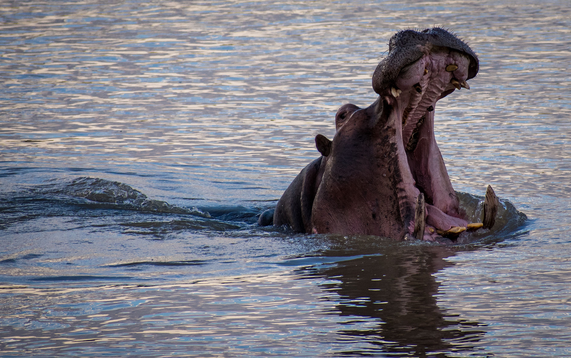 Hippo in the Luangwa River Yawns