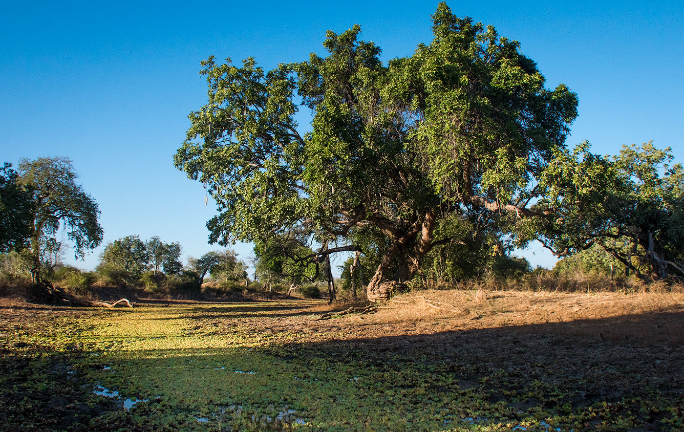 Sausage tree on the banks of a lagoon in South Luangwa National Park in Zambia