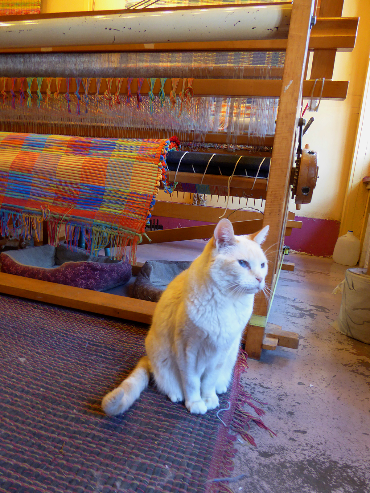 A Loom Works cat sits ready to greet visitors.