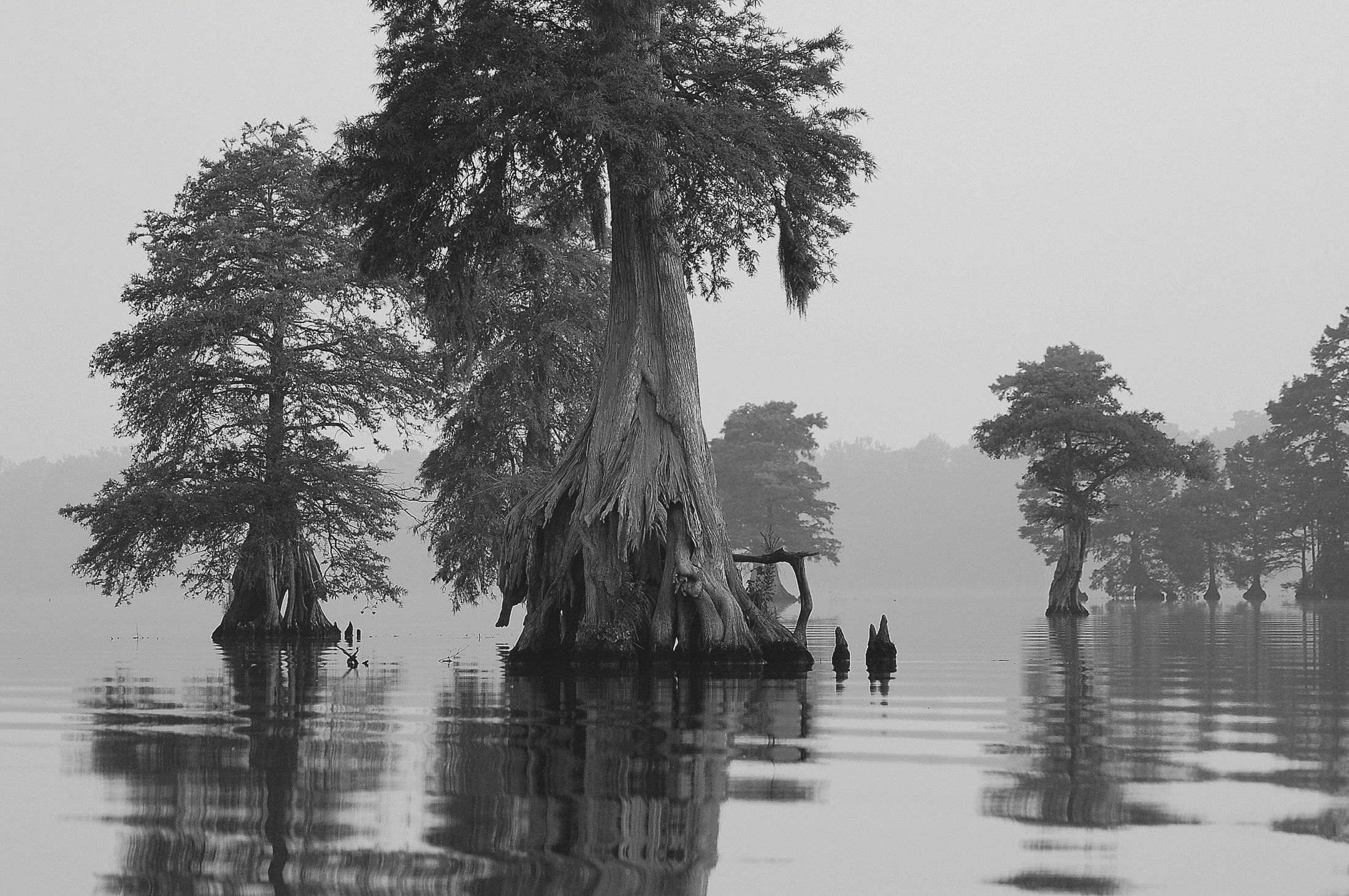 Swamp in morning mist. Image from Pixabay.