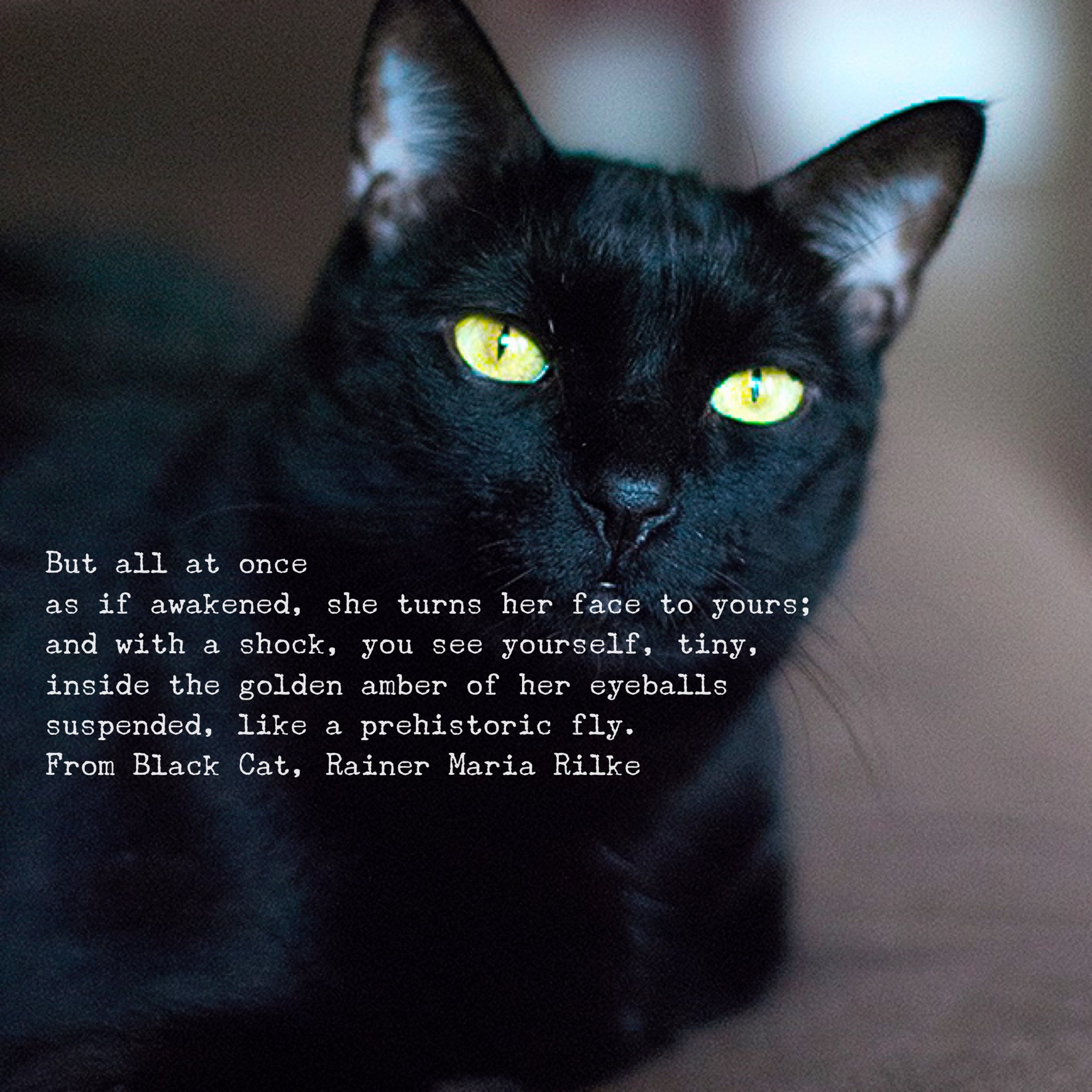 Fun with Word Swag. My cat Coco poses for Rilke's Black Cat.
