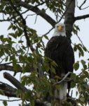 Bald Eagle on the Chilkat River. Photograph, Ann Fisher.