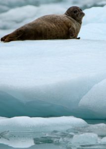 Harbor seal near Sawyer Glacier.