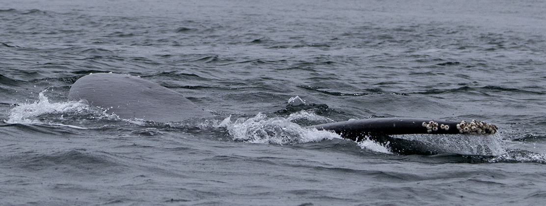 Humpback whale. Photograph, Ann Fisher.