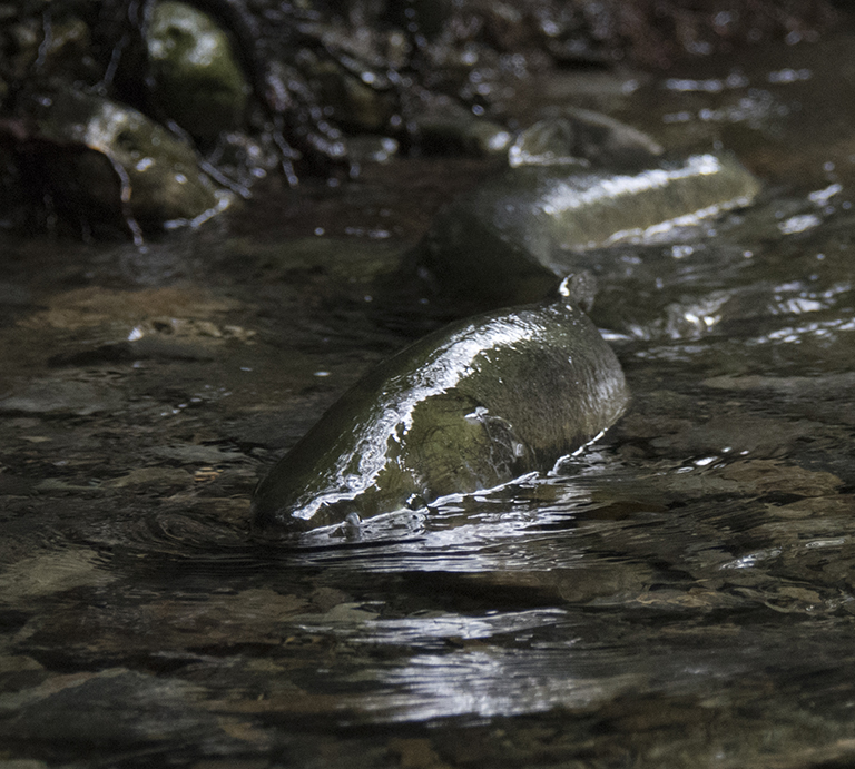 Female pink salmon fights here way up the Indian River in Sitka.