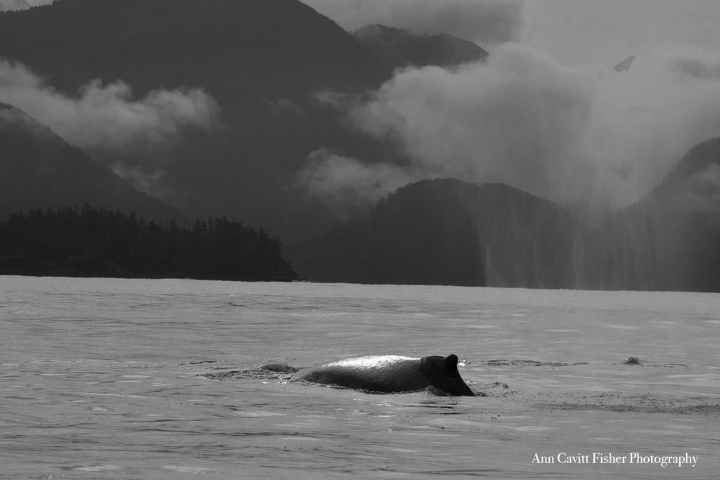 Humpbacks near Sitka. Seeing Alaska without a cruise