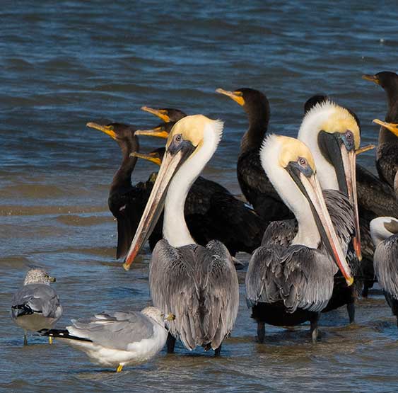 Brown Pelicans and Cormorants on a sandbar