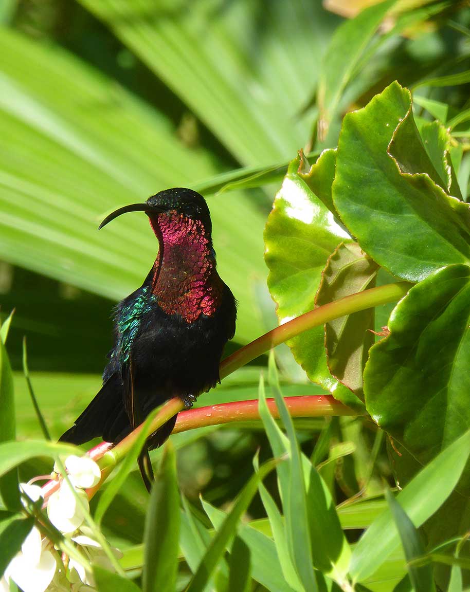 Hummingbird in Balata Gardens in Martinique