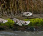 Sanderlings, winter plumage