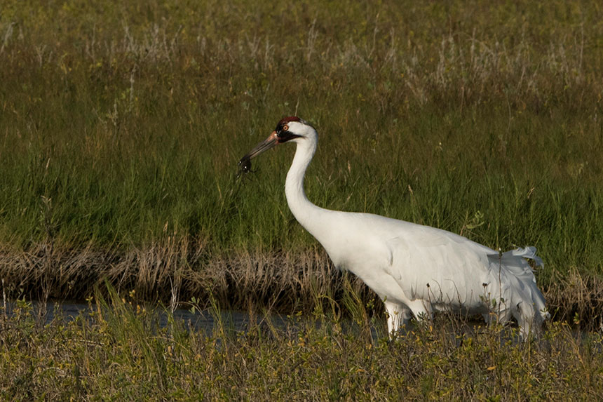 Whooping Crane with a crab