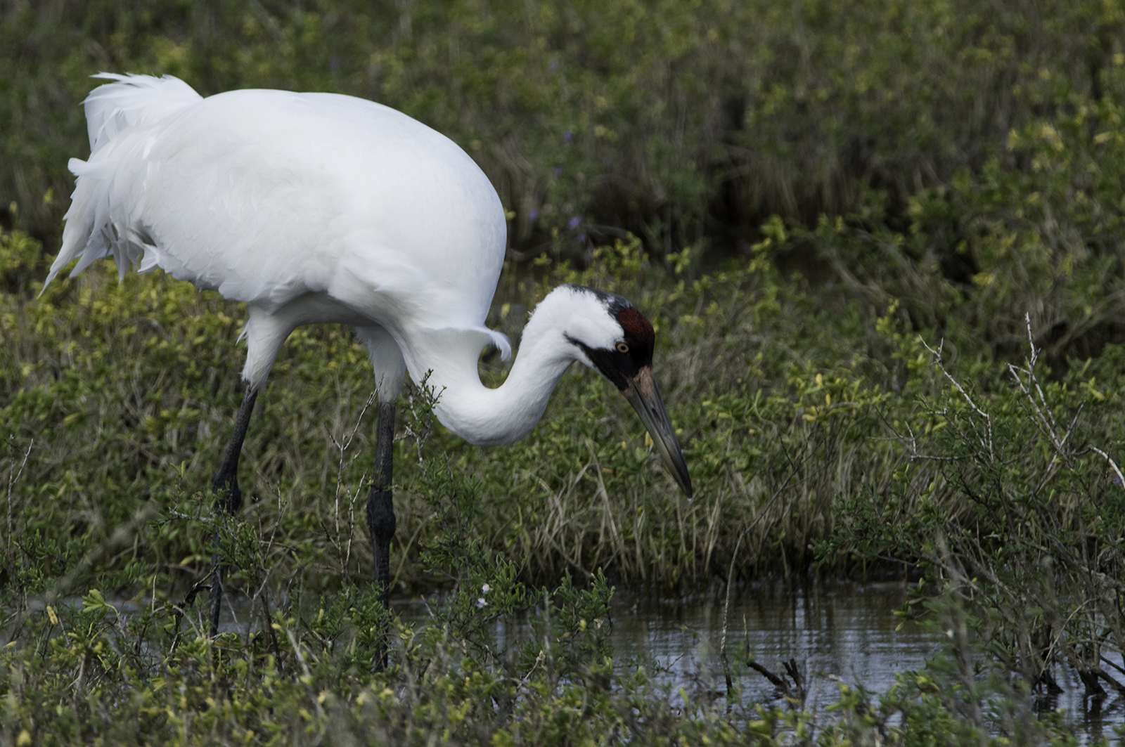 Whooping Crane in the Aransas National Wildlife Refuge