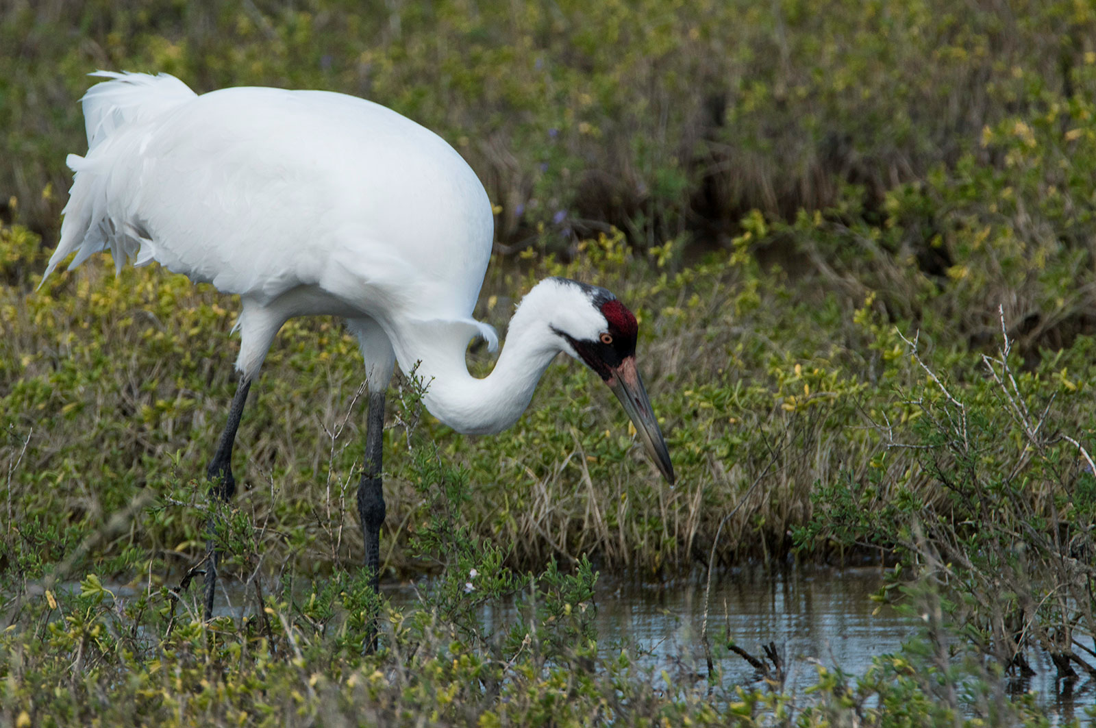 Whooping crane with crab