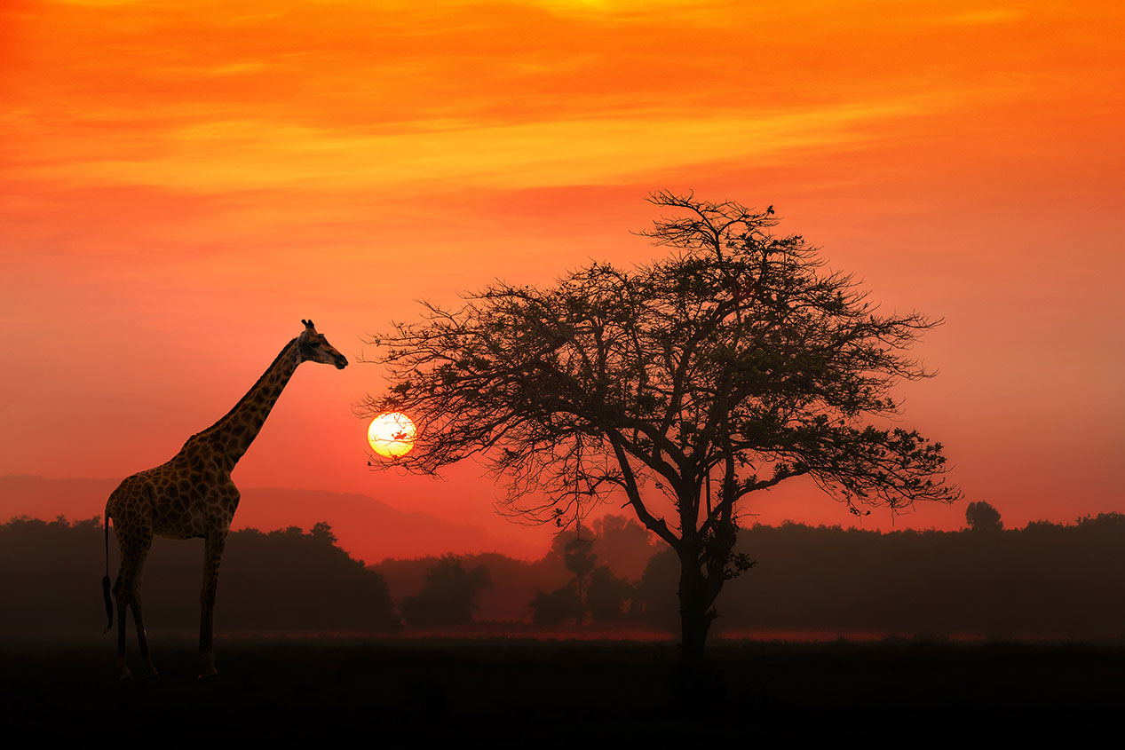 Silhouette of giraffe on the savannah at sunset