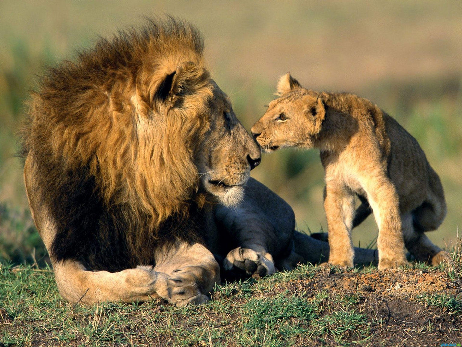 Cub with full grown male lion