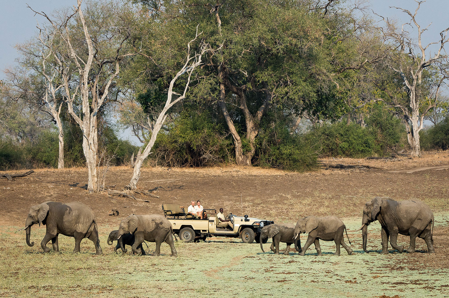 Elephant sighting in the Luangwa River preserve. 