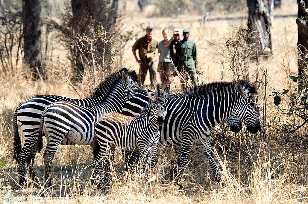 Zebra sighting. Walking in the bush in Zambia. 