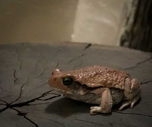 Frog in the Tena Tena bathroom