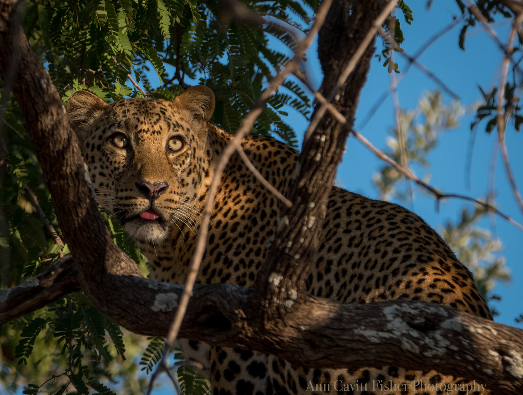 Male Leopard in South Luangwa National Park.