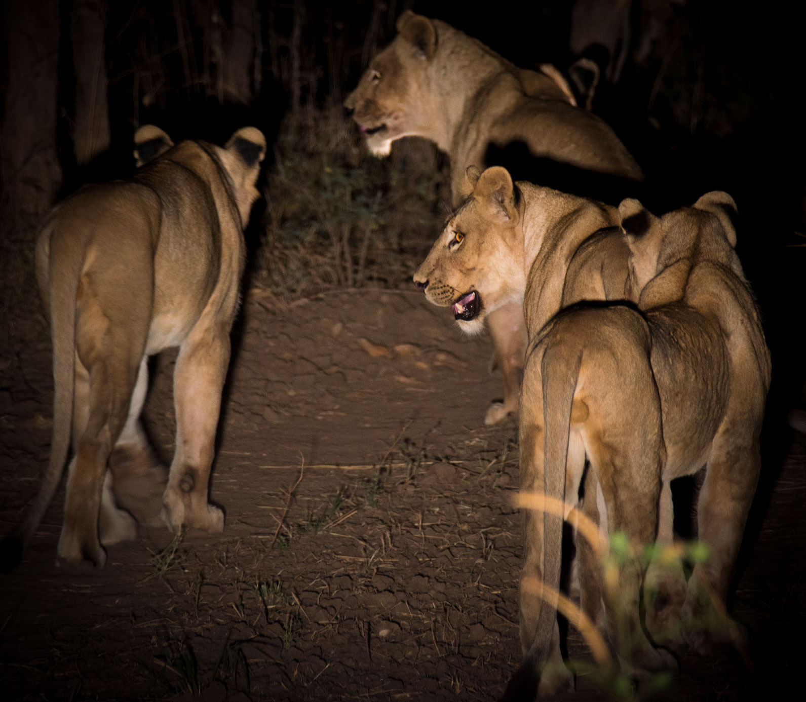 Nsefu pride of lions on a night game drive from the camp at Tena Tena. South Luangwa National Park, Zambia