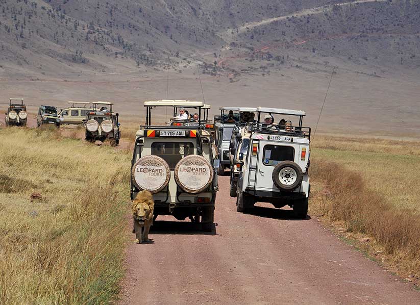 ten vehicles and tourists follow a lion in Ngorongoro crater in Tanzania.