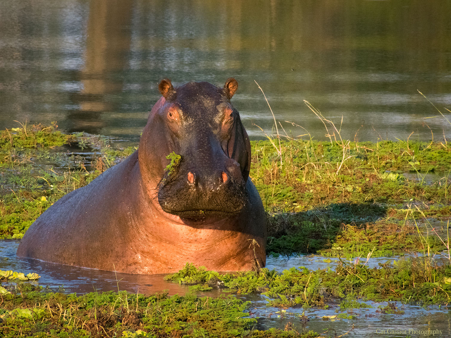 Hippo in a lagoon in South Luangwa National Park.