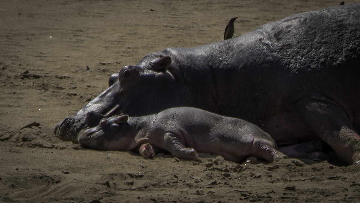 Hippo mother and child napping next to the Luangwa River. 