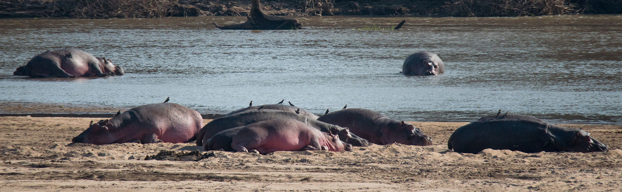 Hippos nap on the river beach of the Luangwa