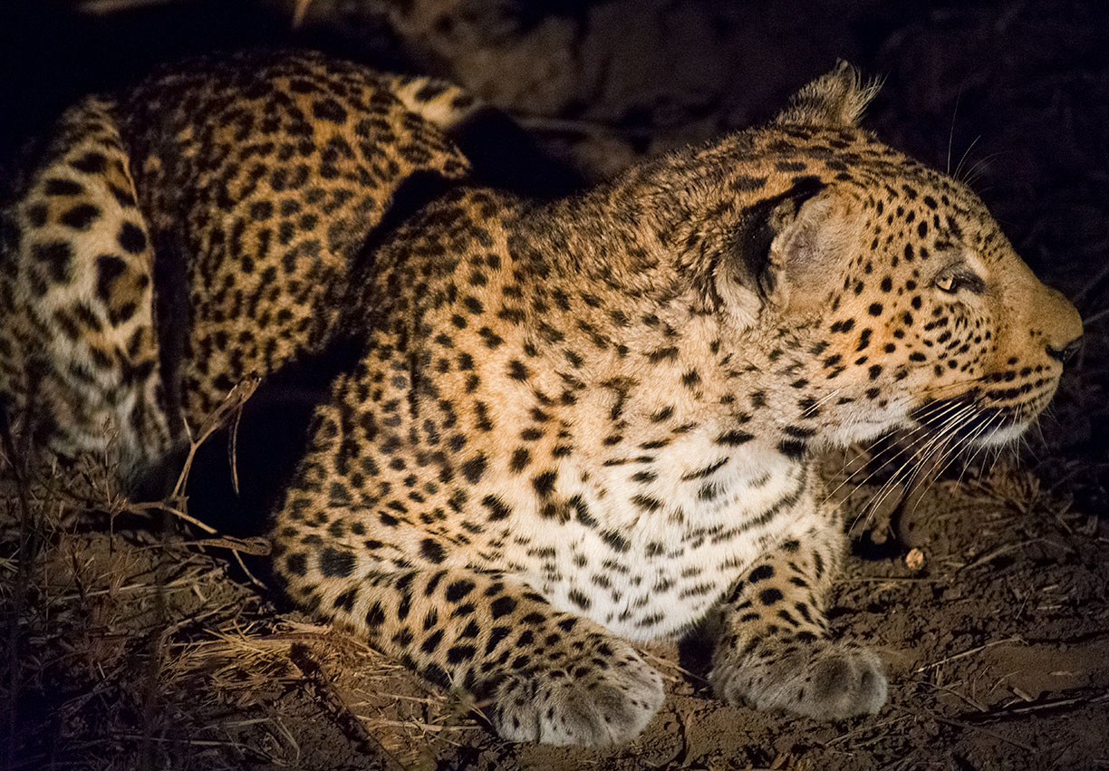Female Leopard Luangwa National Park Zambia