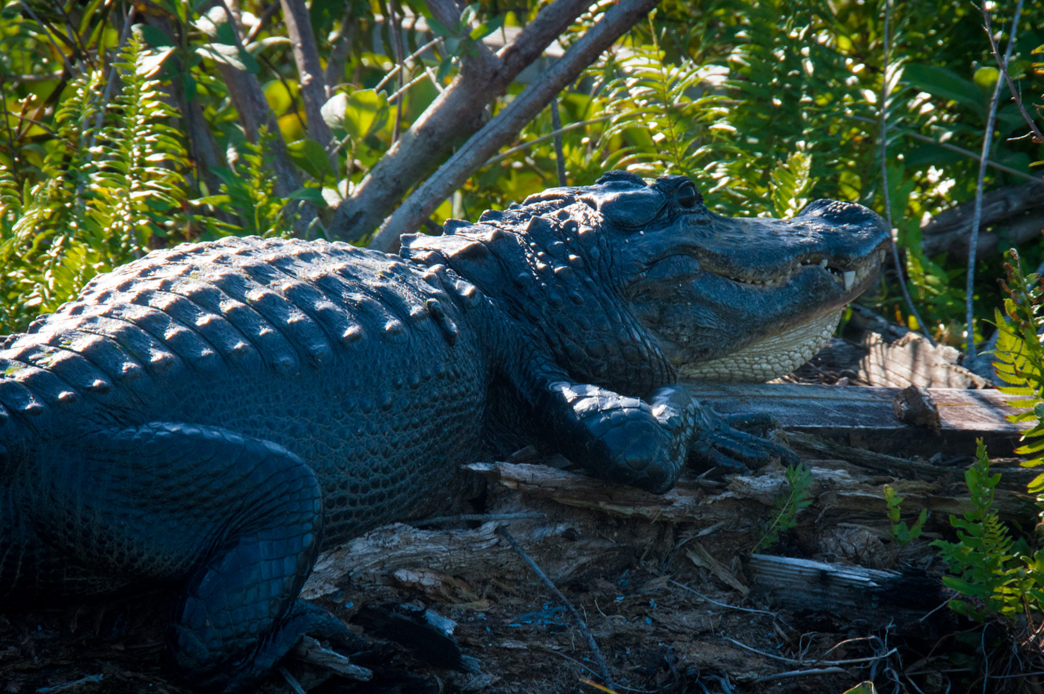 American Alligator (Alligator mississippiensis) in the Everglades.