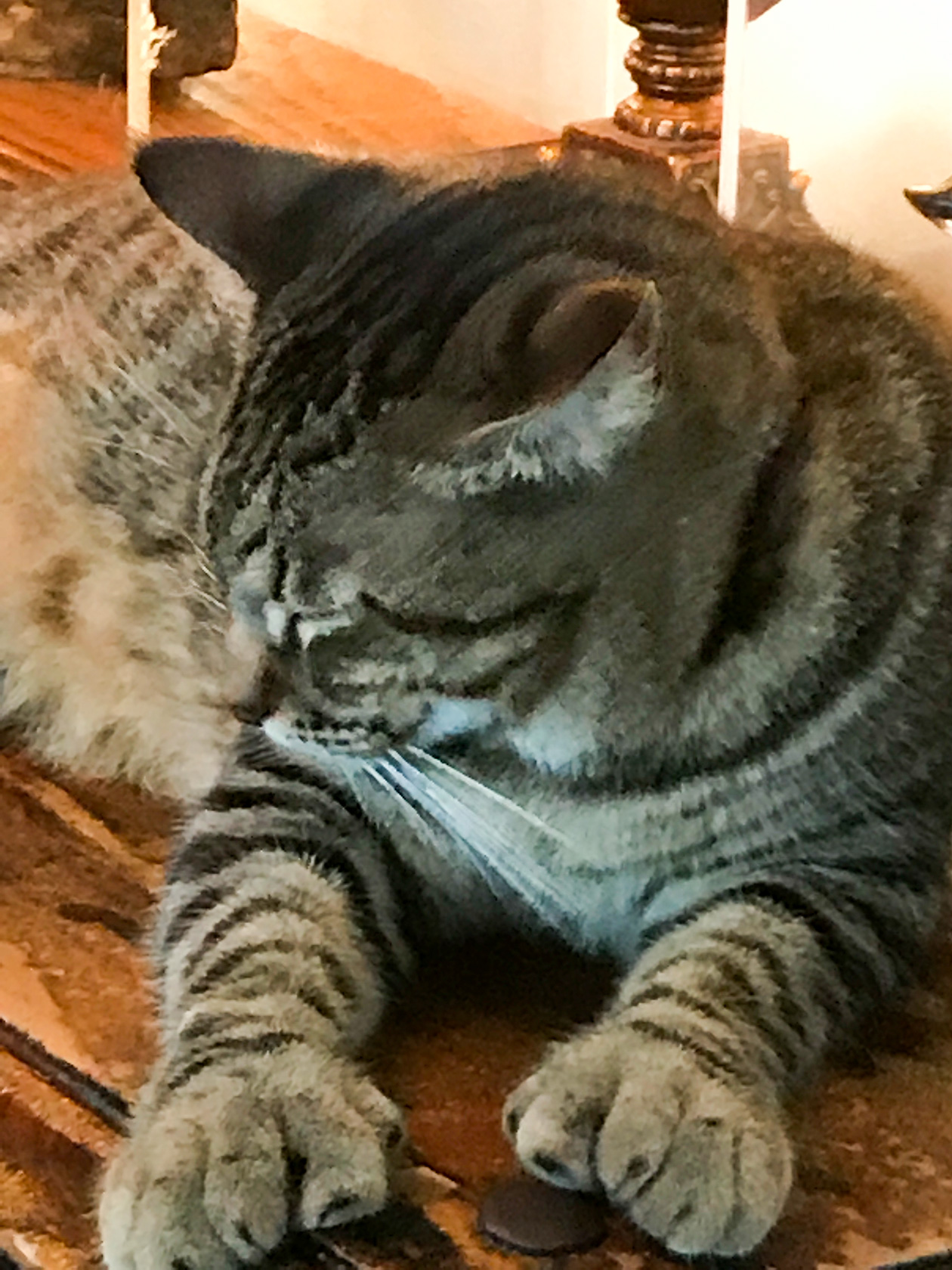 Hemingway six toed cat