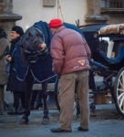 Carriage Horse in Florence Italy