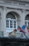 Sparrow enjoying the fountain in Jackson Square.