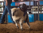 Mutton Bustin at the Houston Livestock Show and Rodeo