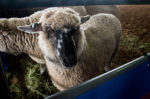 Mutton Bustin Sheep Houston Livestock Show