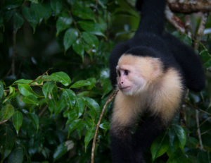 A white faced Capucin monkey, review of a shore excursion on Celebrity Reflection Caribbean Cruise