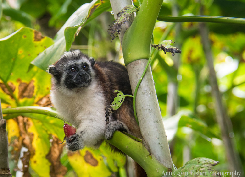 a Georffroy's tamarin on a shore excursion Celebrity Reflection Caribbean Cruise review