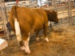 Show Steer Houston Livestock Show 2018