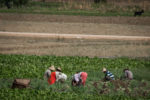 Berbers working a field near Tetouan.