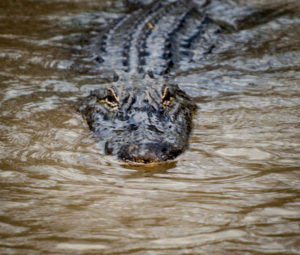 Louisiana Aligator