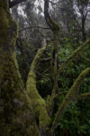 Laurel Rainforest, Garajonay National Park, La Gomera.