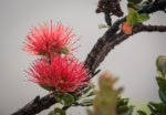 Shrubby trees with red bushy flowers:  Ohi'a lehua big island of Hawaii