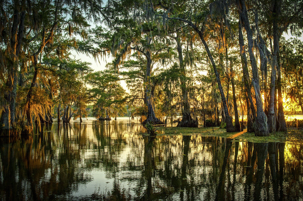 Atchafalaya Swamp