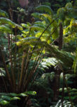 Great ferns -- Hapu'u near Kilauea