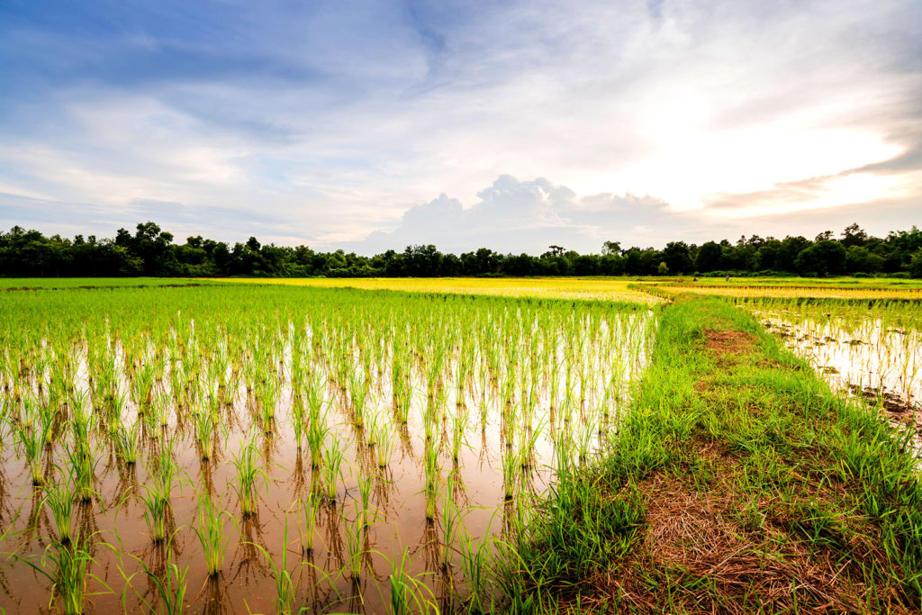 Rice field near Kanchipuram in southern India. 