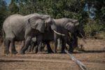 Elephants -- during a walking safari with Robin Pope, Nsefu sector of South Luangwa National Park in Zambia