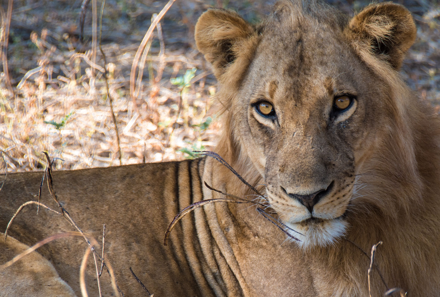 A young male lion of the Nsefu pride walking safari in Zambia